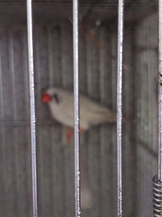 Troco Mandarim fêmea de 2025