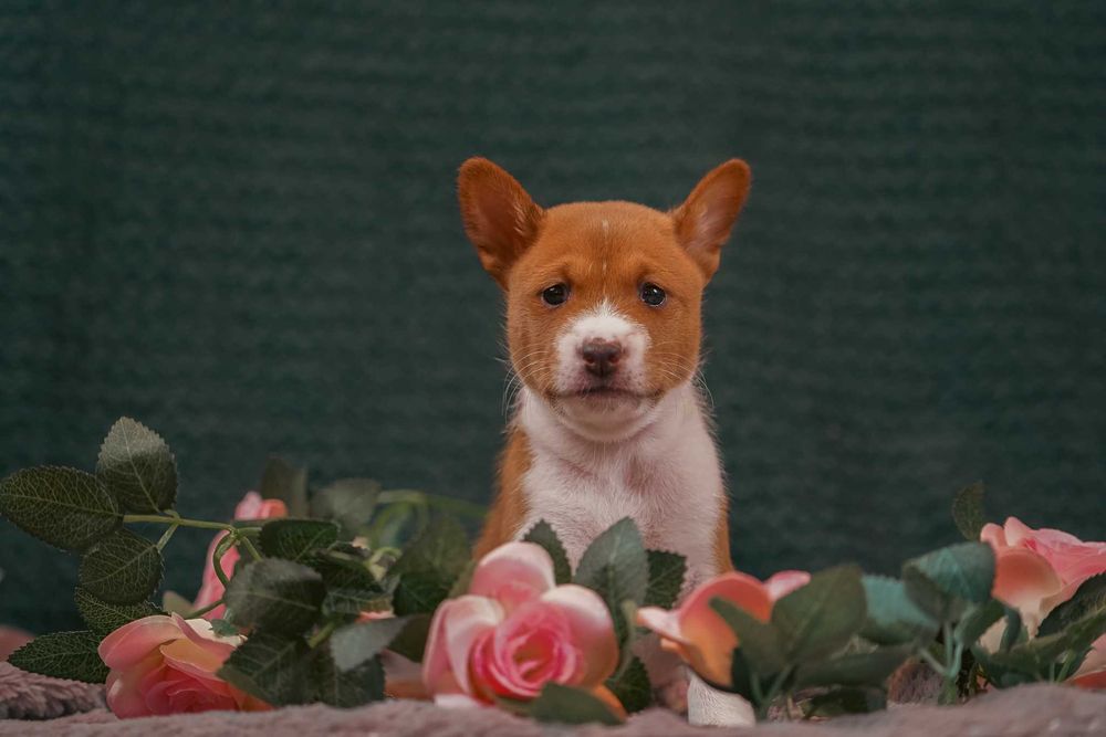 Rudo-biała suczka basenji