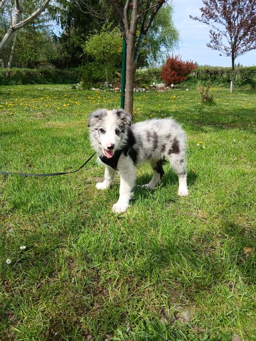 Border collie blue merle