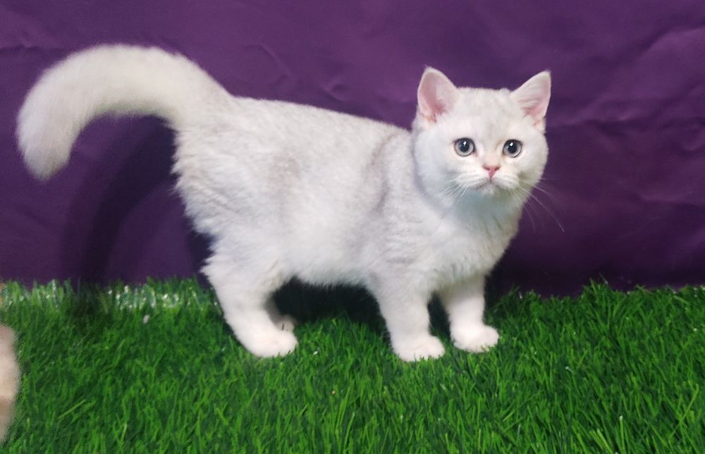 Срібна шиншилла кошенята