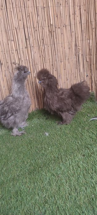 Куры пуховые ,куры