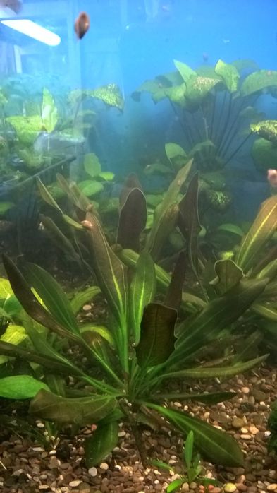 Эхинодорус Барта,