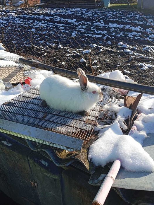 Продаються кролики каліфорнійці