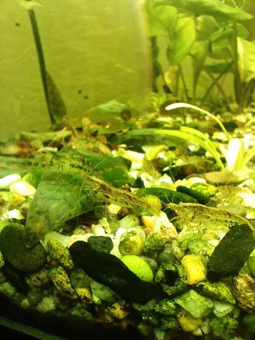 Креветка неокаридина