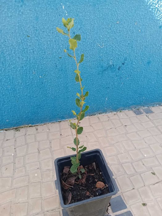 Sobreiro em vaso