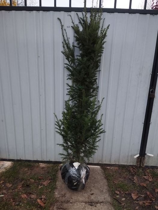 Тис ширококолоновидний.