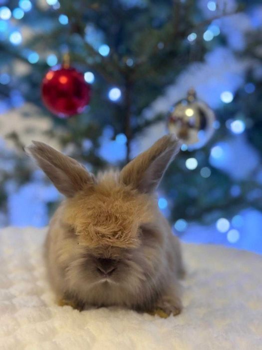 Królik angora angielska YORK