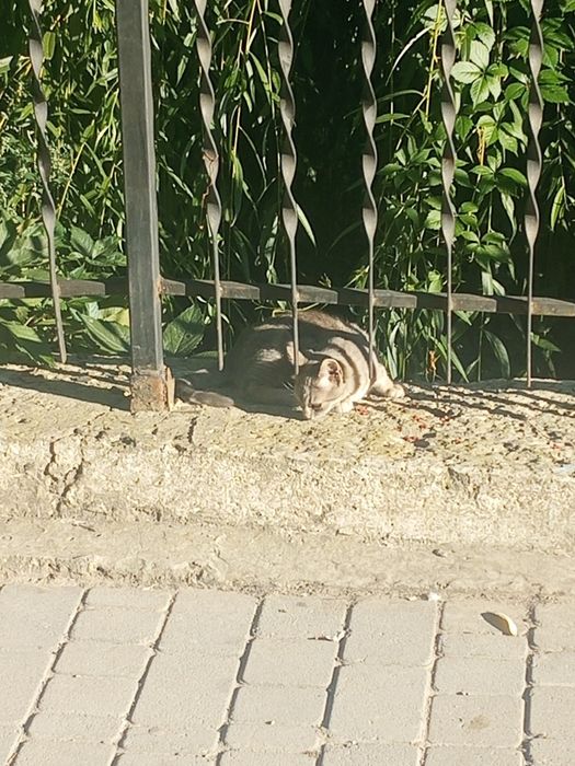 Кошенята шукають домівку