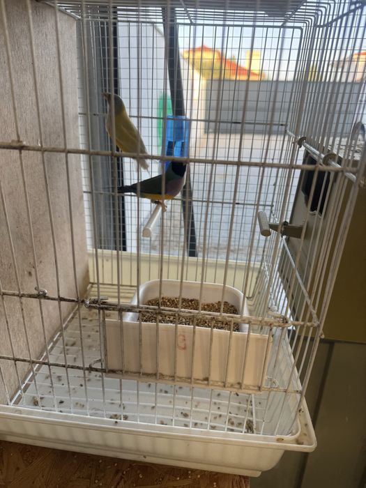 Casais diamantes gould