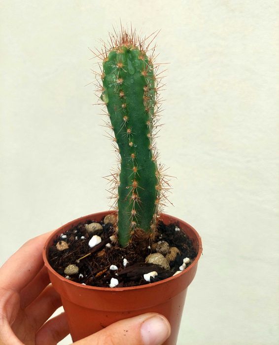 Suculentas 2€ cada