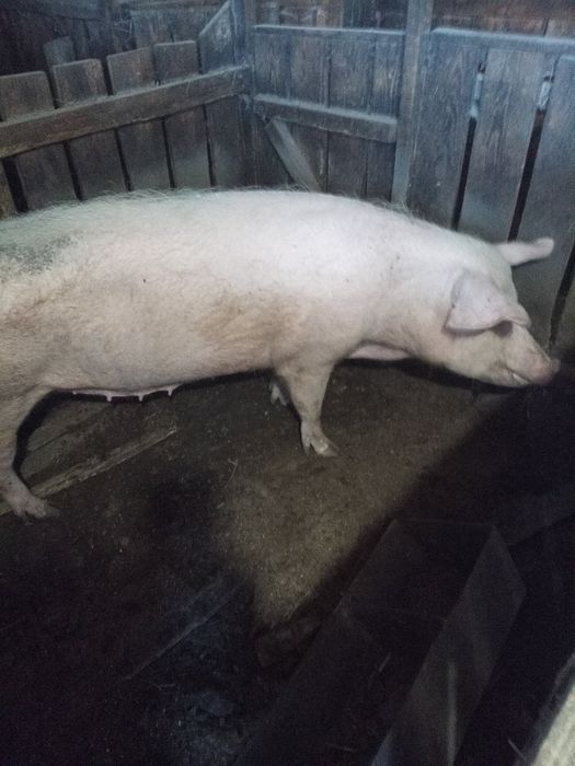 Свиноматка F1 на плем'я