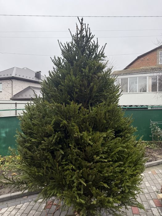 Пишна Ялинка 3 - 3,5 м Європейська