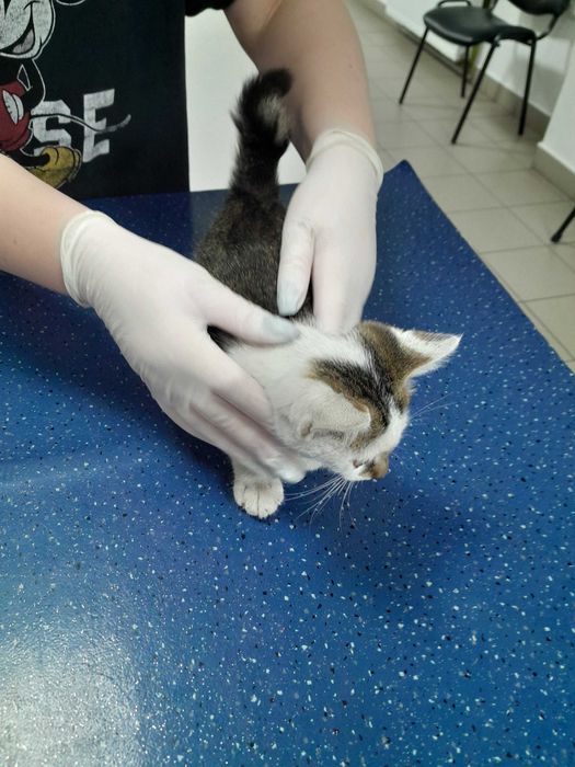Допоможіть, будь ласка, прилаштувати котика!