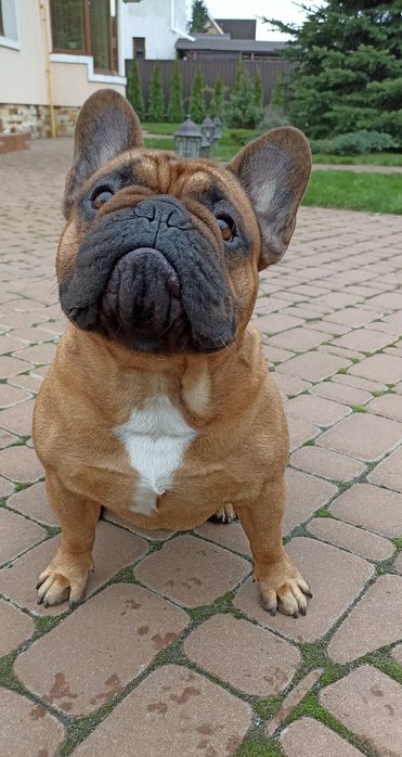 Кінолог Дресирування Виховання собак