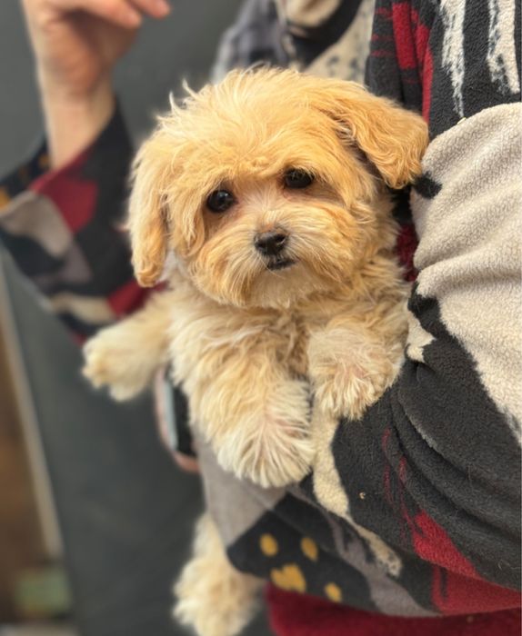 Мини девочка мальтипу мишка тедди карамель беби фейс