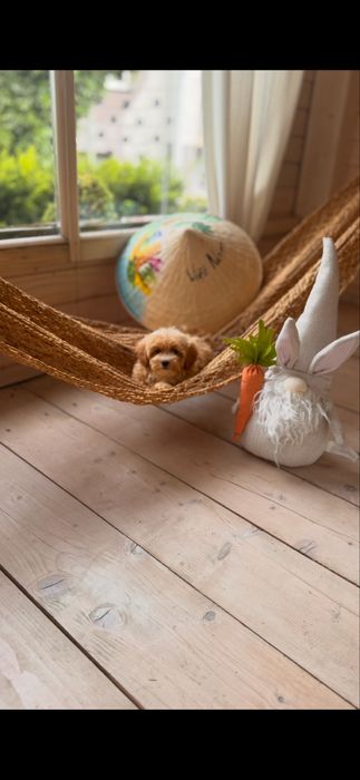 Pieknie umaszczone maleńkie maltipoo