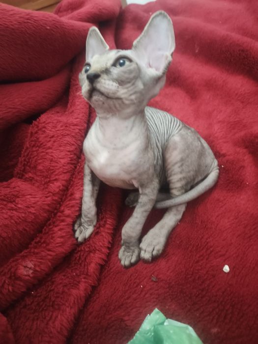 Gatinho sphynx macho