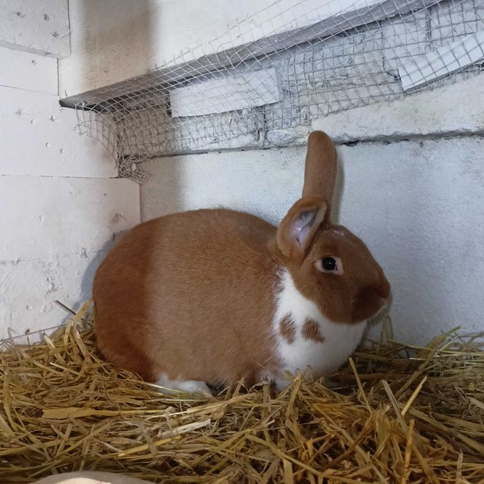 Srokacz Meklemburski