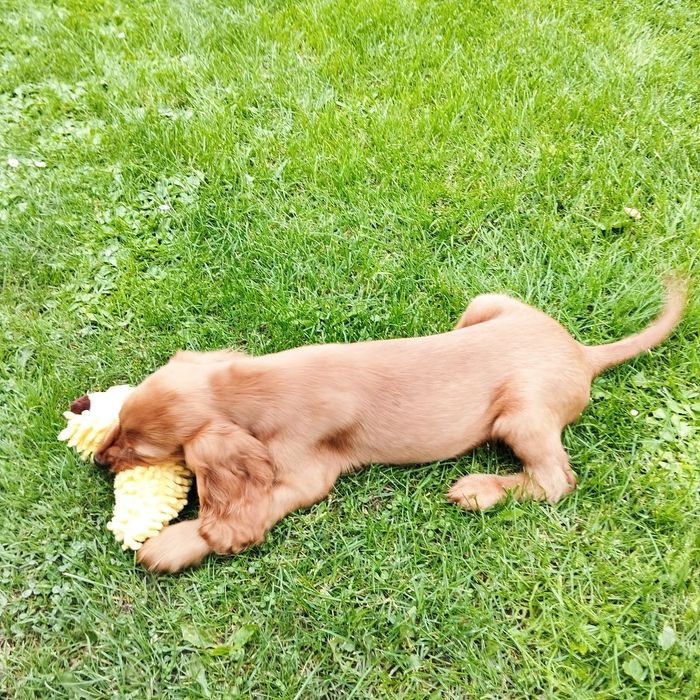 Cocker spaniel angielski