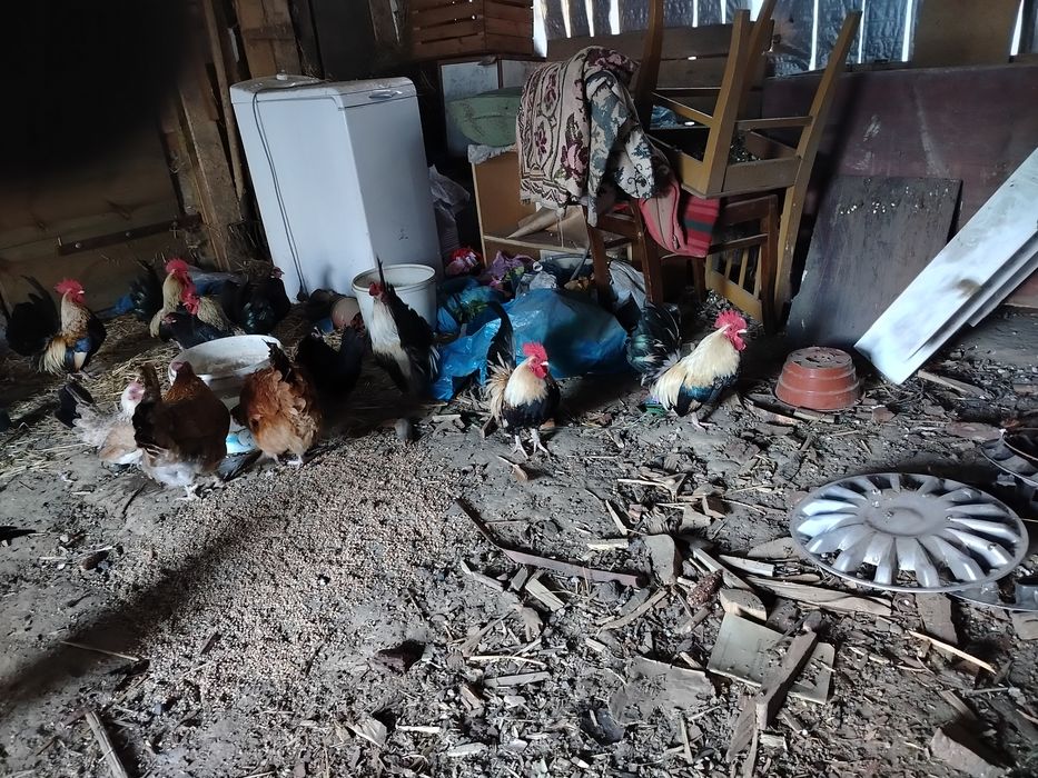 Sprzedam dwuletnie kogutki chabo