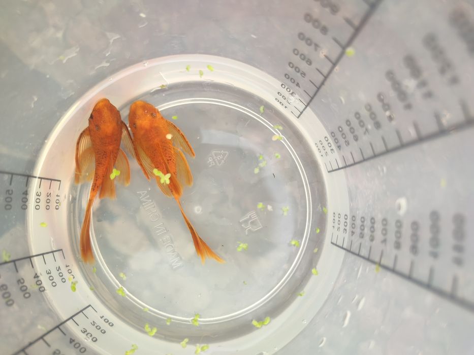 Młode samce zbrojnika welonowego LDA16 RED