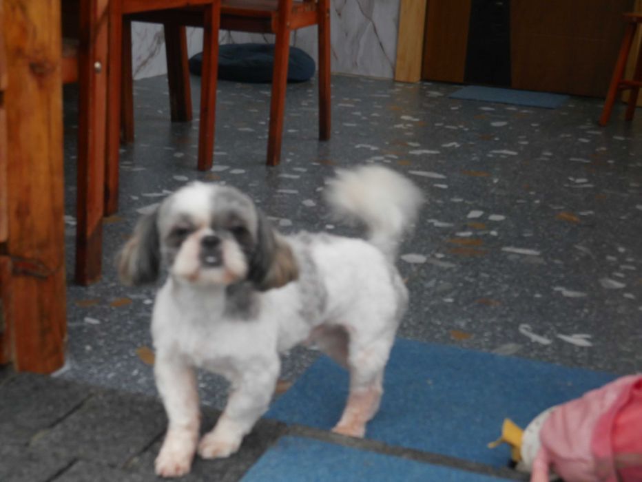 SHIH TZU -piesek
