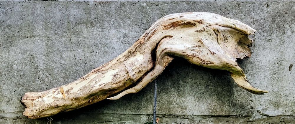 Редкая коряга для дизайна интерьера