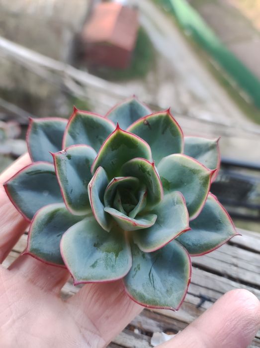 Echeveria, aeonium рідкість