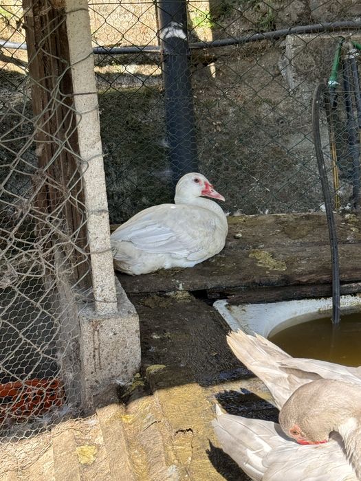 Patos grandes e bebes  para venda