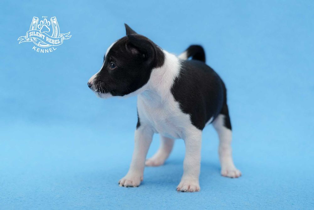 Szczenię suczka basenji FCI