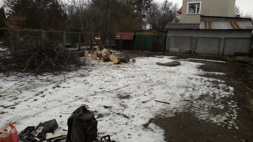 Wycinka i pielęgnacja drzew