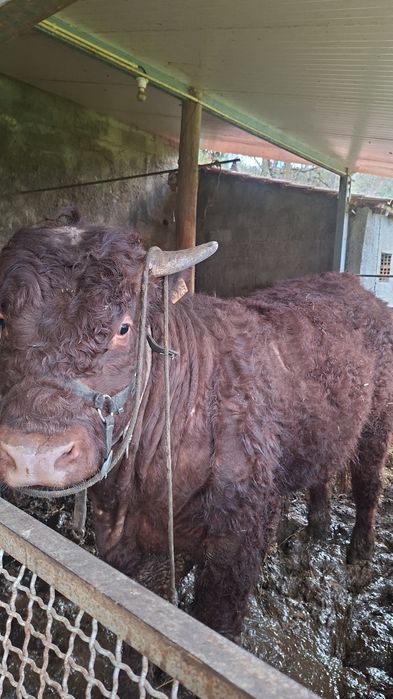 Novilho saler com cerca de um ano