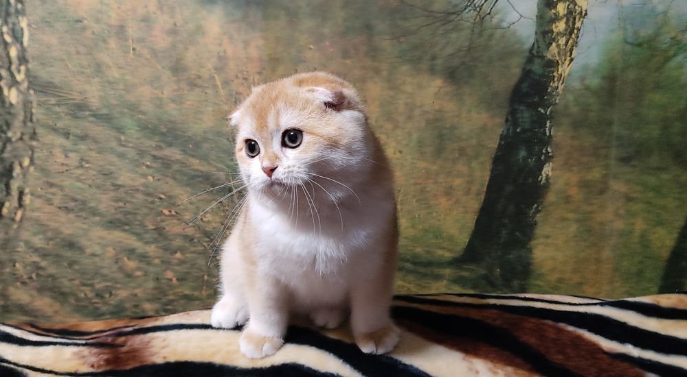 Вісловухий золотий завуальваний