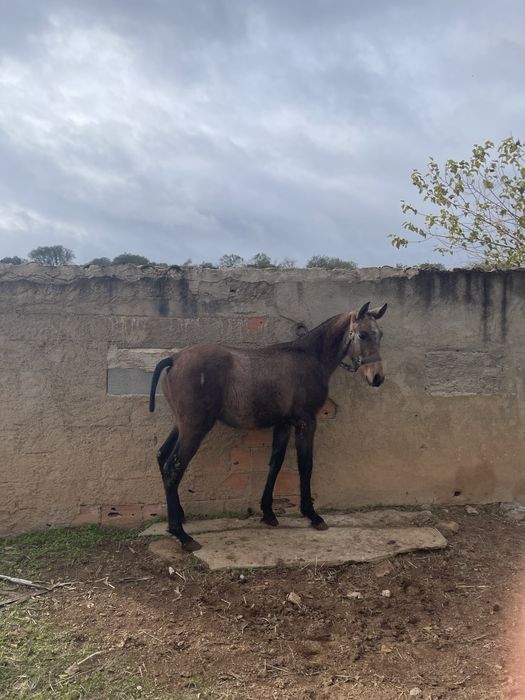 Vendo Poldro Lusitano