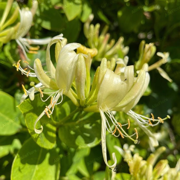 Wiciokrzew pomorski 'Graham Thomas' Pięknie pachnie, Doniczka 2.0L