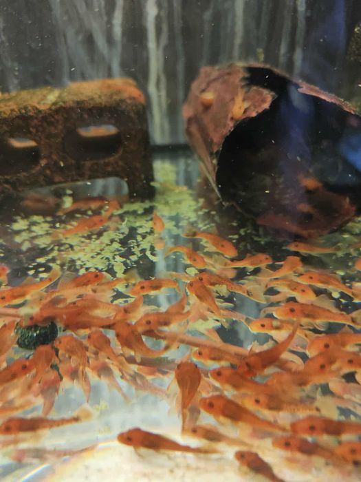 Ancistrus glonojad super red