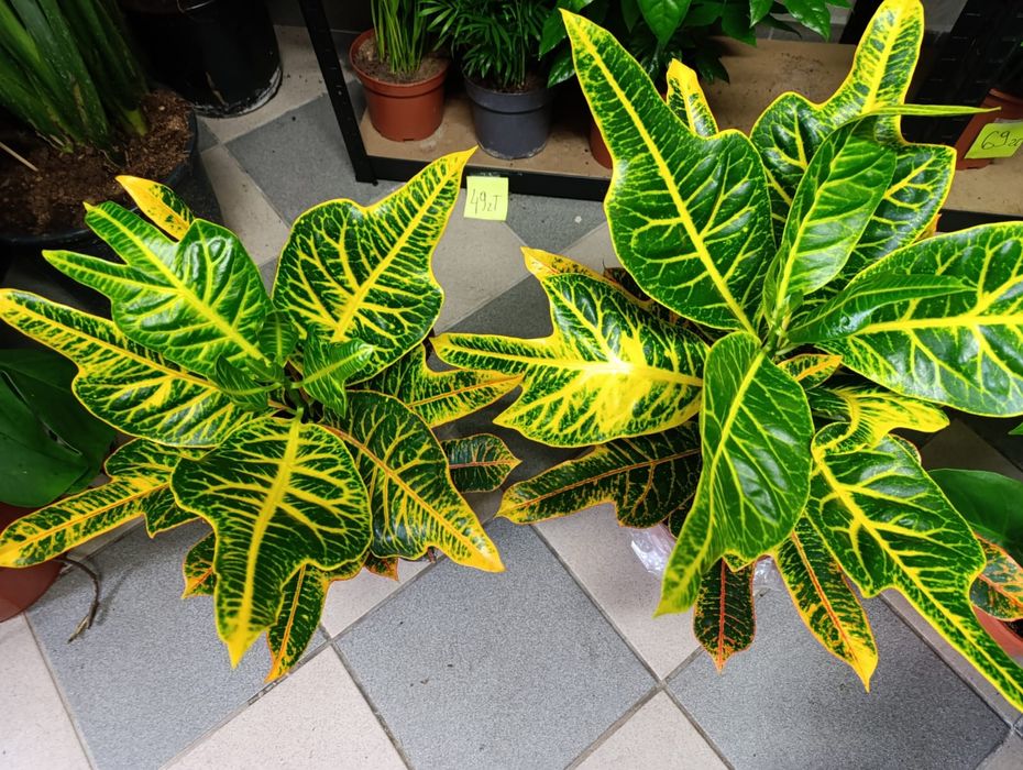 Croton Excellent Kroton 55-70cm P19
