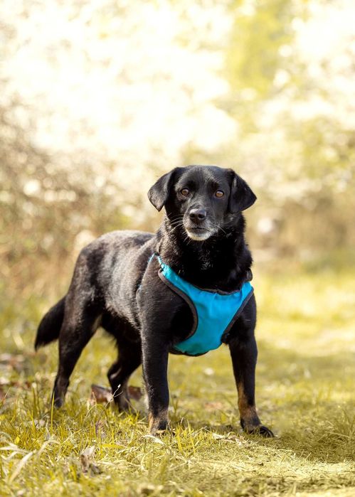 Migdał - młody, mały, wrażliwy - daj mu sznasę