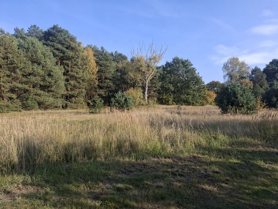 Dzierżawa działki rekreacyjnej/letniskowej.
