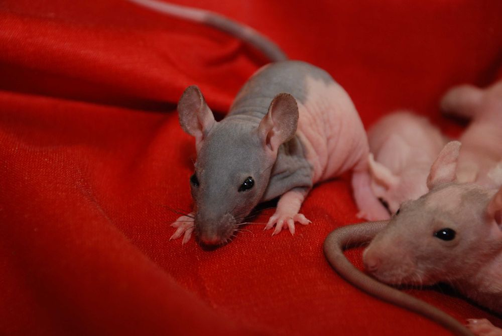 Пацюки сфінкс, лисі криси, щури гіпоалергенні ручні