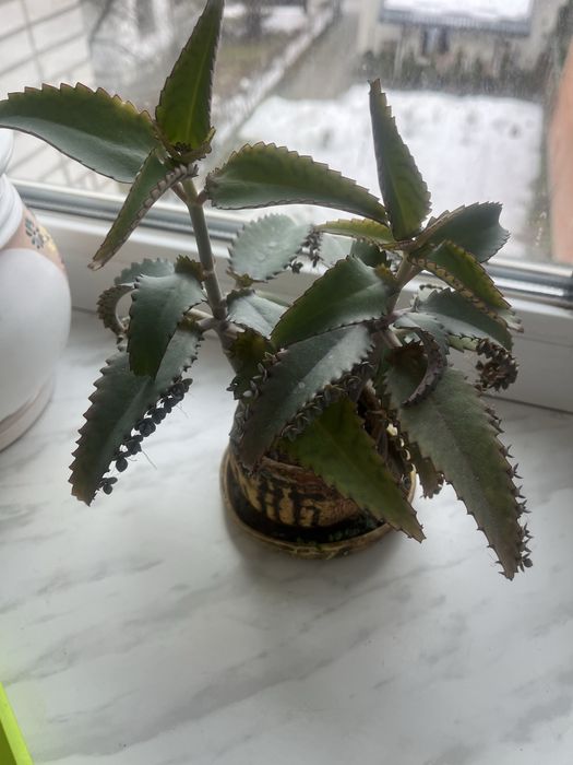 Продається вазонок каланхоє