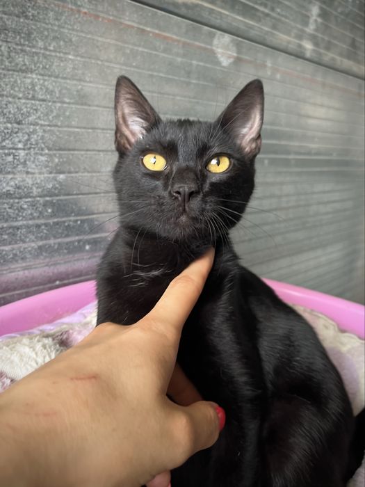 Mogli- Gatinho hiper meigo e fofo!