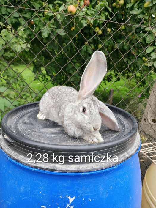 Króliki hodowlane samce i samiczka