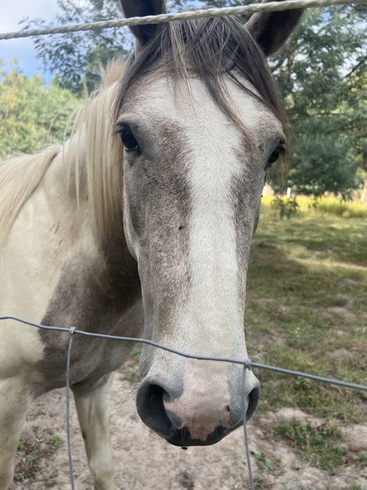 Cavalo tobiano inteiro com 3 anos. Com documentos e vacinas