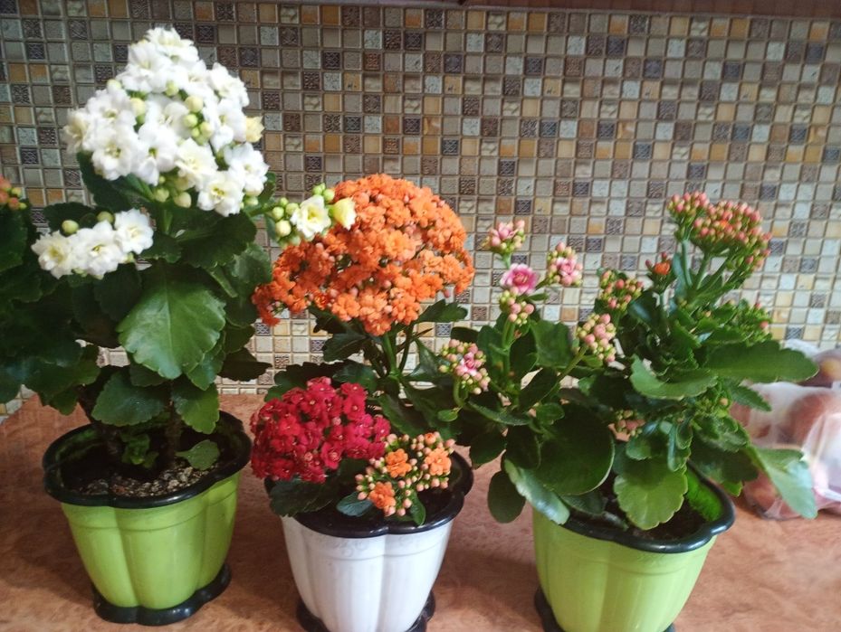 Каланхое різних кольорів пропоную