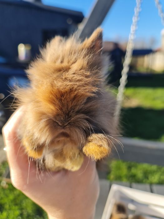 Króliczki Karzełki teddy