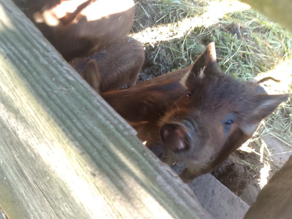 Продаються свині