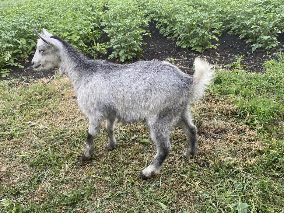 Продам 3-х місячних козенят