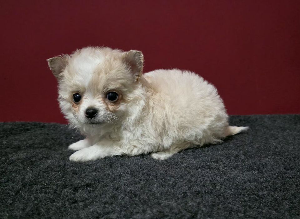 Chihuahua de pelo comprido