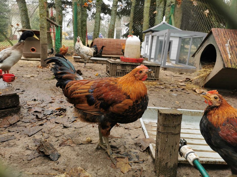 Kogut Zielononóżki kurczak 6 miesięcy. kury zielononóżka kuropatwiana